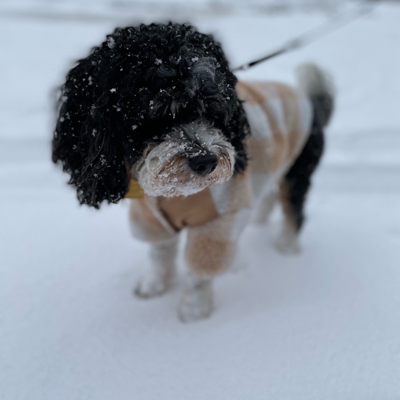 Meet your Posher, Shane - Picture 1 of 1